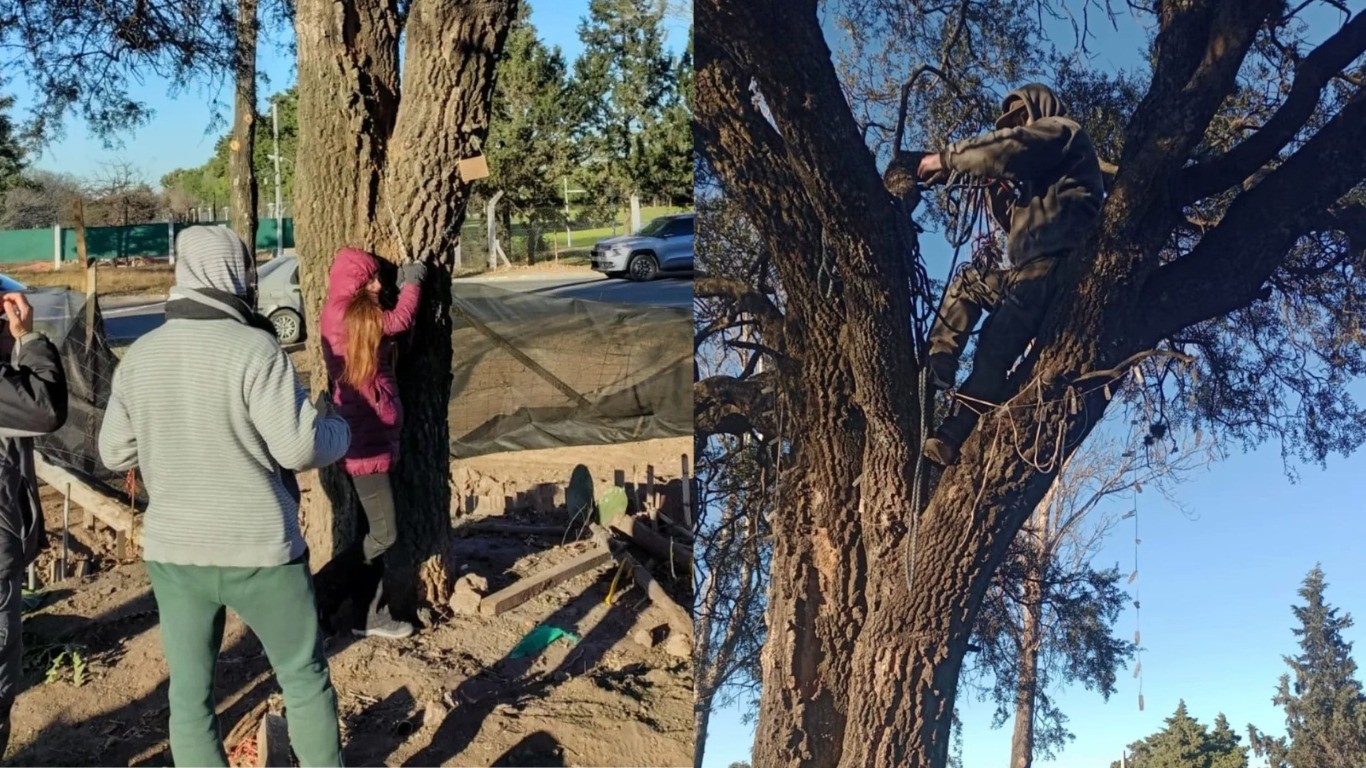 Ambientalistas tomaron el quebracho de Villa Allende: una mujer se encadenó y otro trepó a la copa | Córdoba