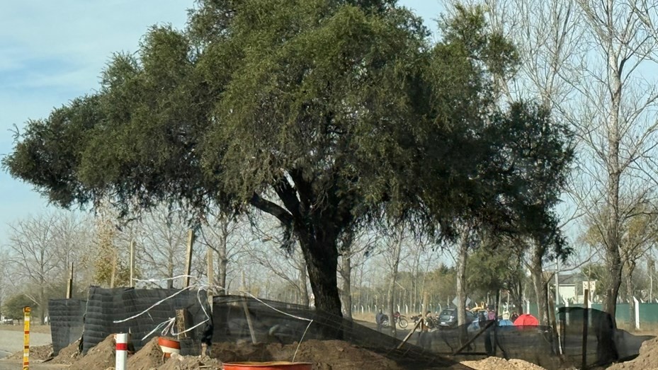 Continúan los trabajos para remover el histórico quebracho de Villa Allende | Córdoba