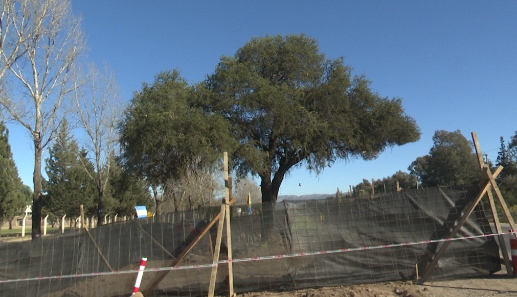 Suspendieron los trabajos de traslado del quebracho blanco en Villa Allende | Córdoba