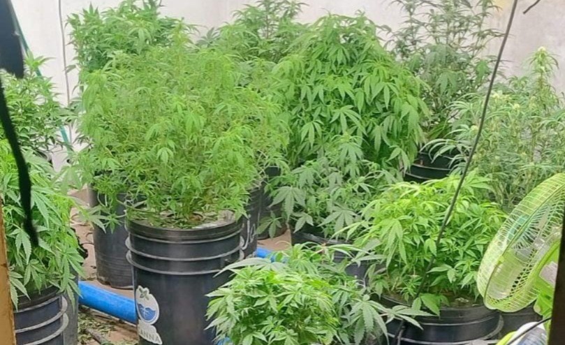 Cultivaba marihuana en su casa: le secuestraron 29 plantas y más de un kilo en frascos | Córdoba