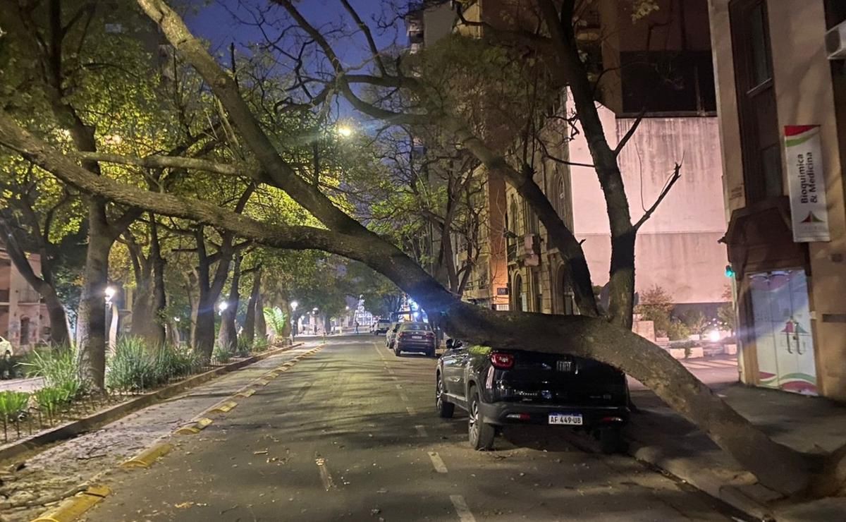Un árbol de gran tamaño se desplomó sobre avenida Chacabuco | Córdoba