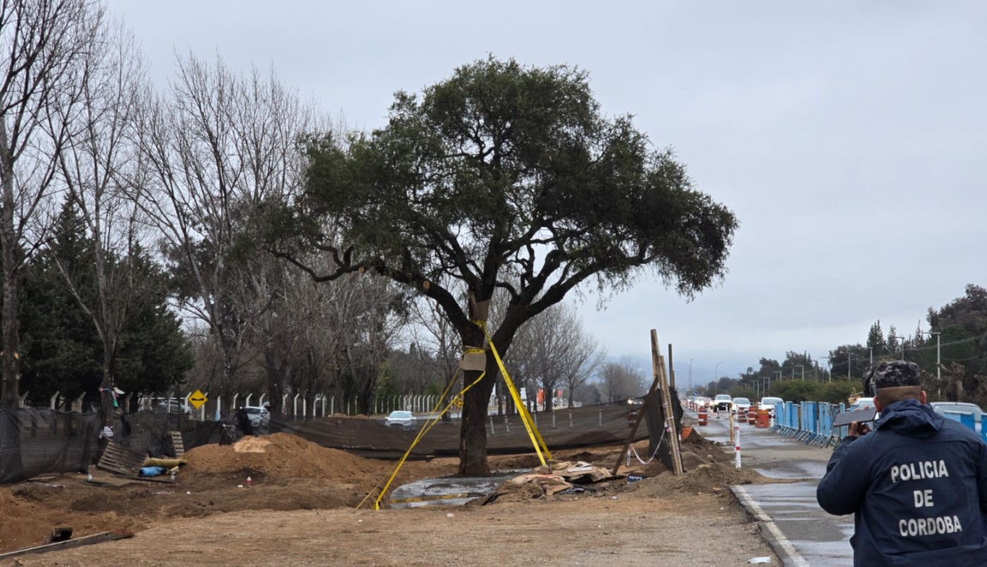 Se frenó la remoción del histórico quebracho en la avenida Luchesse | Córdoba