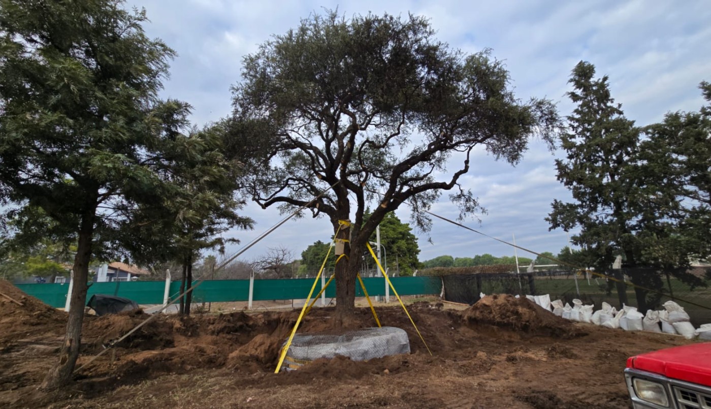 Pese a la resistencia ambiental, trasladaron el histórico quebracho blanco de Villa Allende | Córdoba