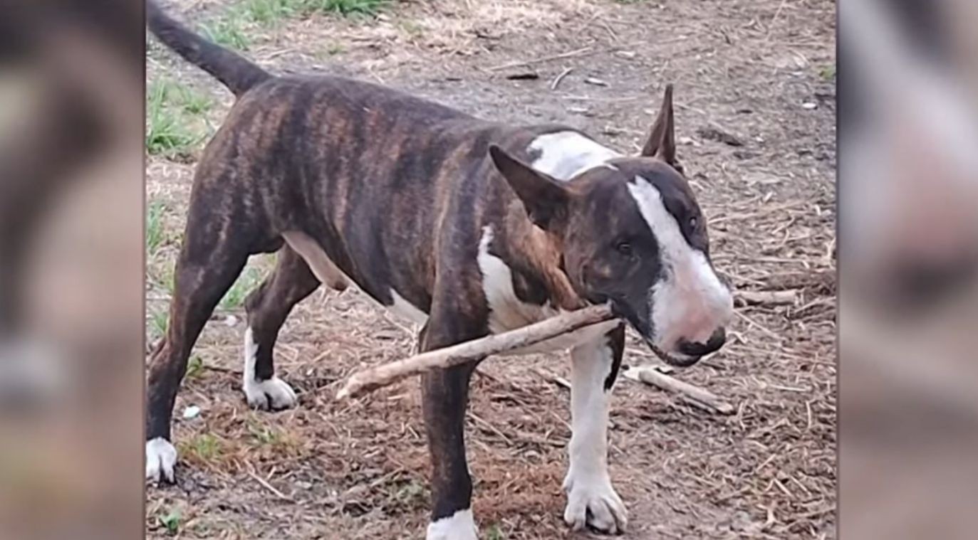 Una mujer asesinó a 14 puñaladas al perro de su vecino | Actualidad