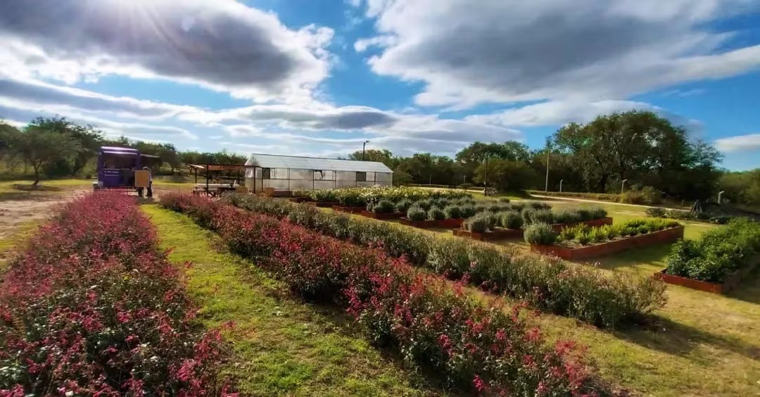 Los tulipanes que tienen maravillados a todos en Córdoba: de qué se trata | Visita Córdoba