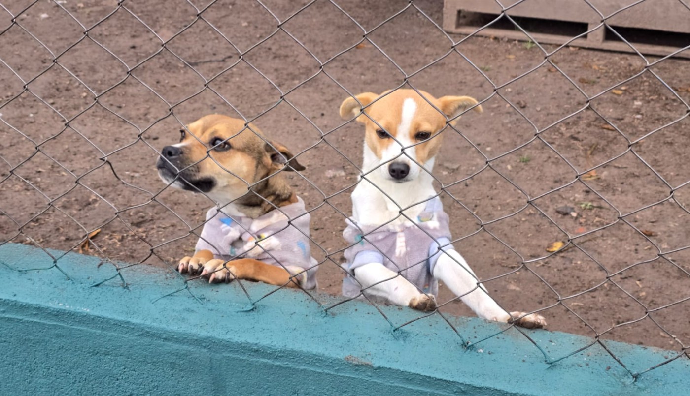 Rescataron a dos perros tras una denuncia por maltrato animal en Córdoba | Córdoba