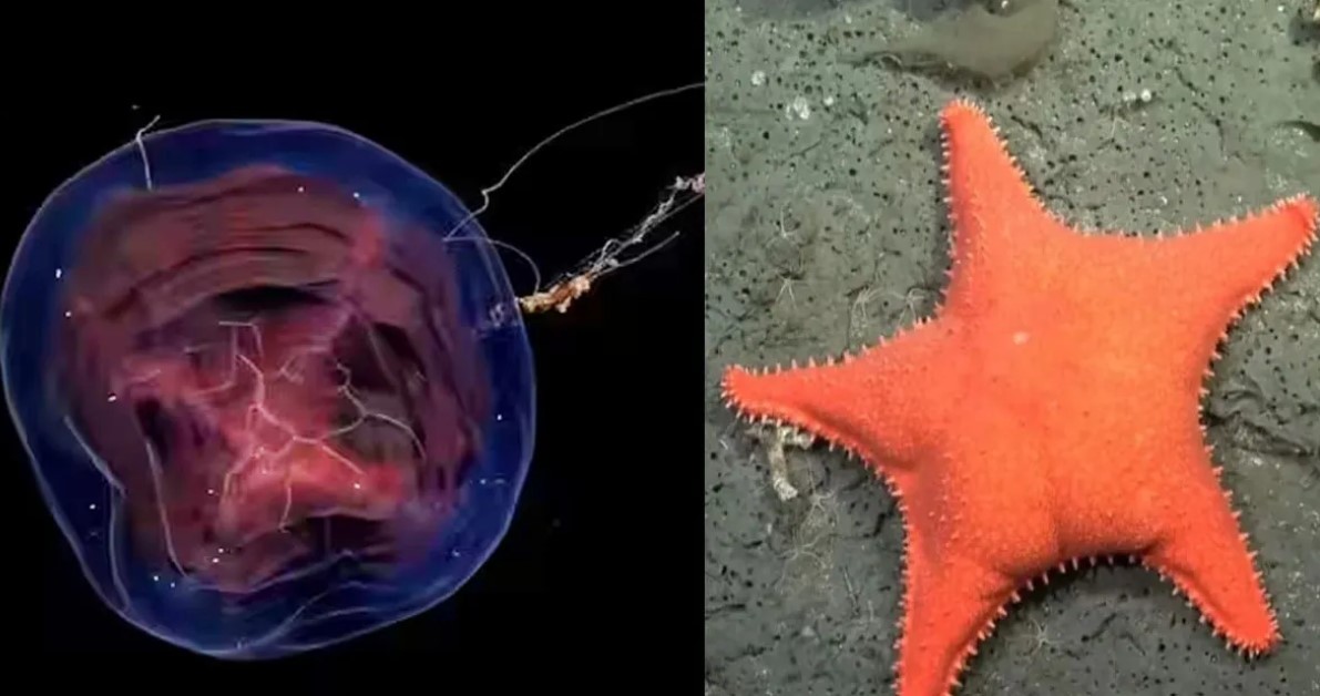 Es furor un streaming del Conicet que explora el fondo marino argentino | Actualidad