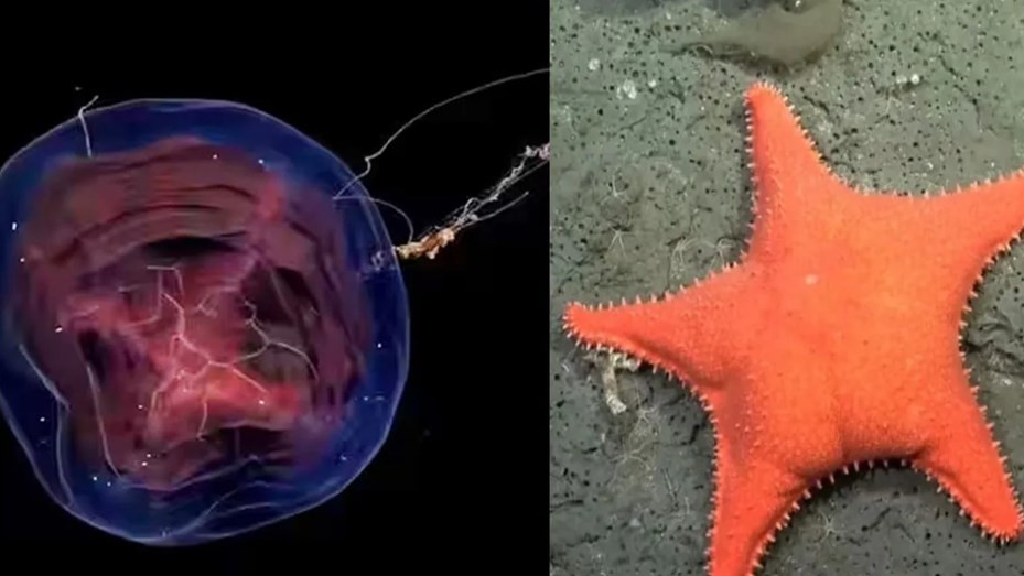 Es furor un streaming del Conicet que explora el fondo marino argentino | Curiosidades