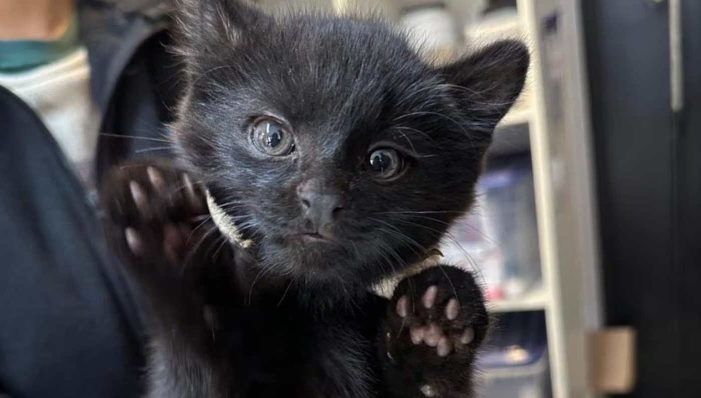 Rescataron un yaguarundí y dos gatos monteses en Córdoba | Córdoba