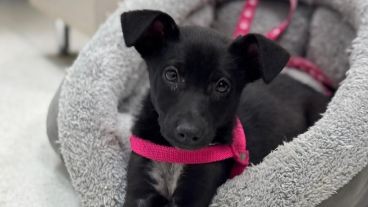 El Sanatorio de Niños de Rosario adoptó a "Chula" para acompañar a los pacientes | Actualidad