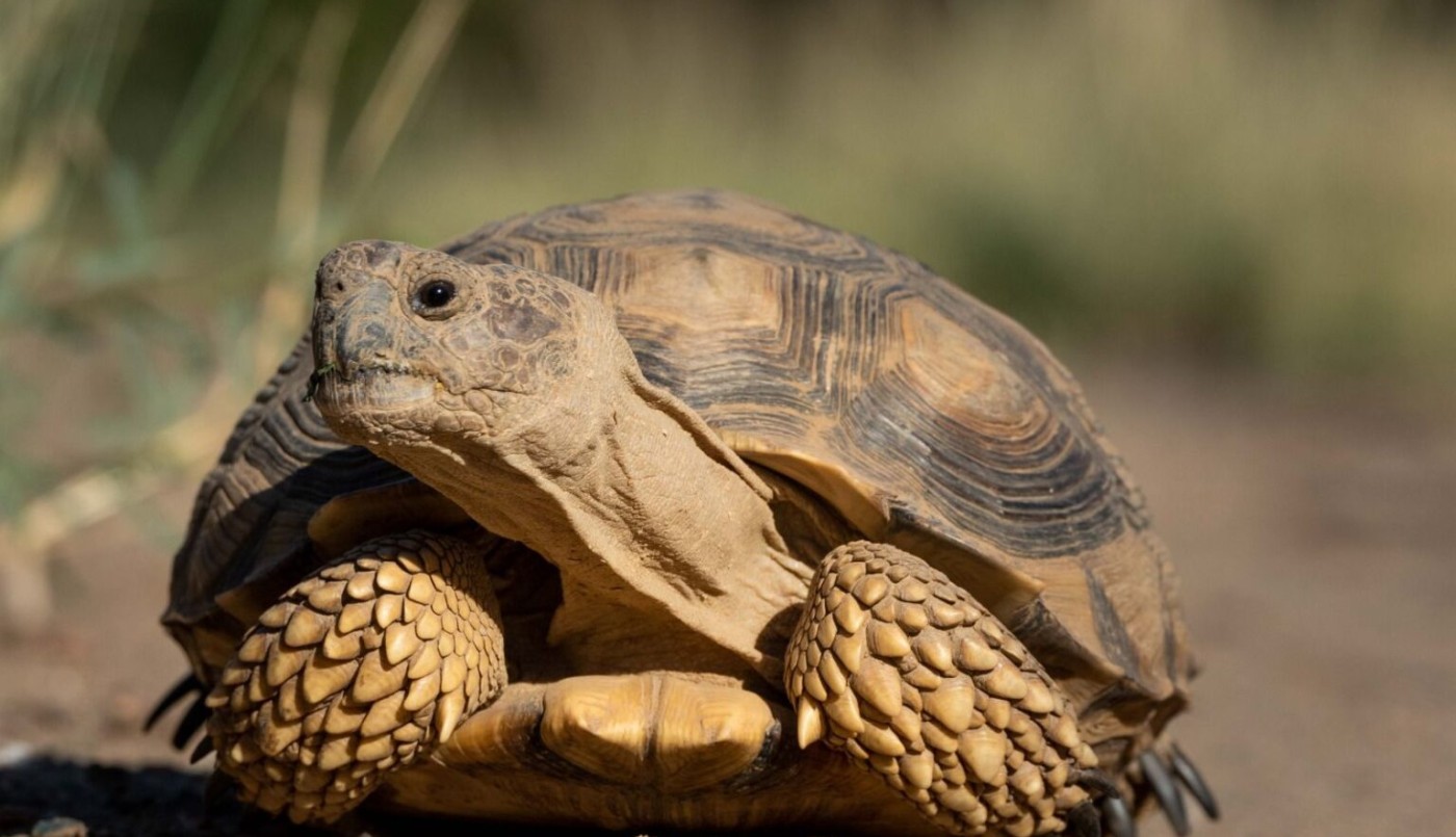Córdoba declaró “Monumentos Naturales Provinciales” a ocho especies de animales | Córdoba