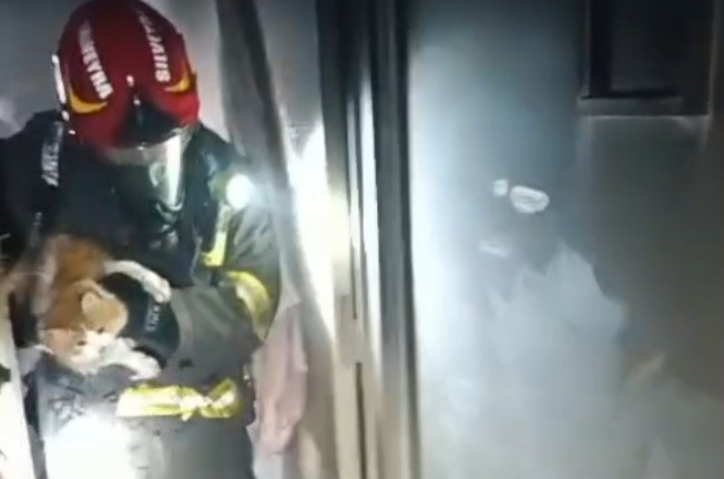 Video: bomberos rescataron a un gato en medio de un incendio en Córdoba | Córdoba
