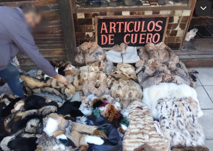 Incautaron más de 120 prendas de animales en extinción en Villa Crespo | Actualidad
