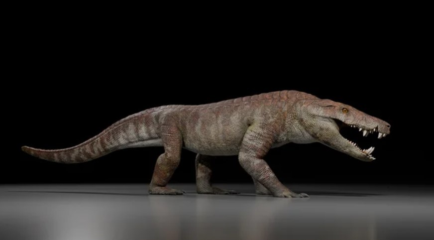 Descubren un nuevo cocodrilo en la Patagonia que convivió con los últimos dinosaurios | Curiosidades