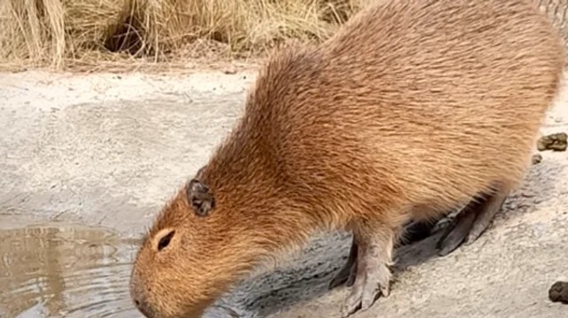 Villa María: incautan pecaríes y un carpincho que eran criados como mascotas | Actualidad