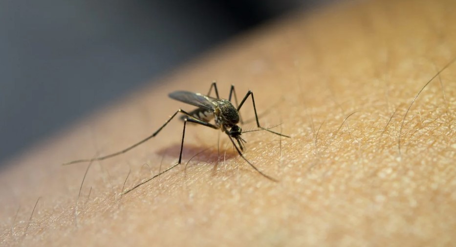 Santa Fe y Córdoba fueron las provincias más afectadas por el dengue en la temporada 2024-2025 | Actualidad