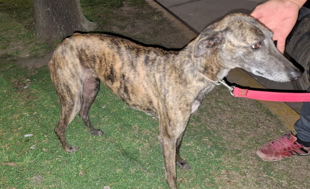 Un hombre fue detenido por negociar el rescate de un perro | Córdoba