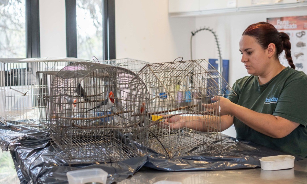 Nueva liberación de aves en Córdoba: 98 especies volvieron a su hábitat en 2025 | Córdoba