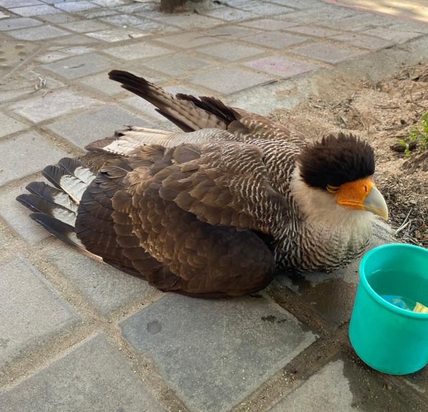 Rescataron a un carancho herido en barrio Centro | Córdoba