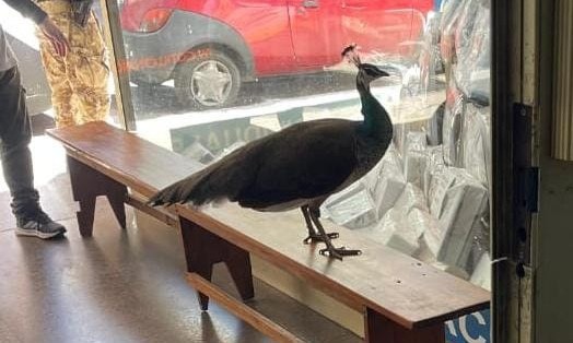 Un insólito visitante en el centro de Córdoba: rescatan a un pavo real suelto en plena ciudad | Córdoba