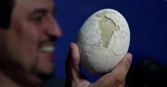 Impactante hallazgo paleontológico en la Patagonia | Actualidad