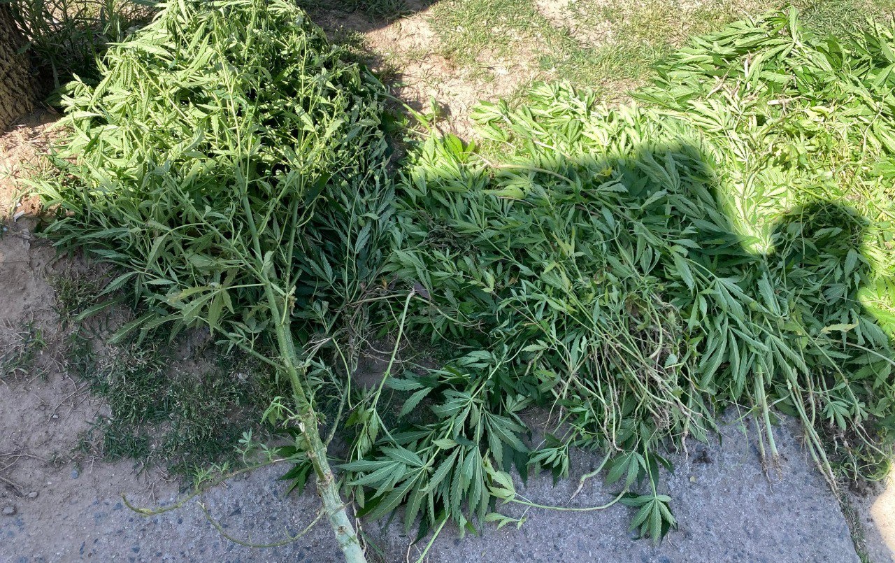 Villa Nuevo Progreso: detuvieron a una pareja y secuestraron más de 500 plantines de marihuana | Córdoba