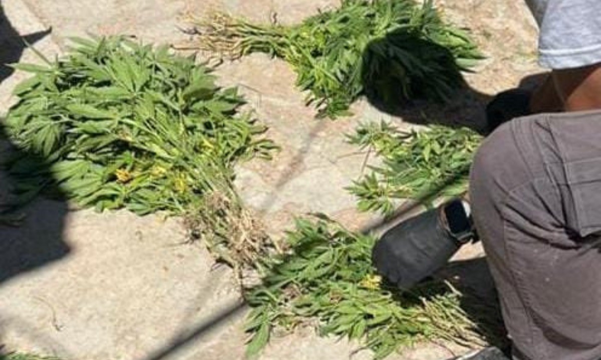 Allanamientos en Córdoba: tres detenidos y secuestro de plantines de marihuana | Córdoba