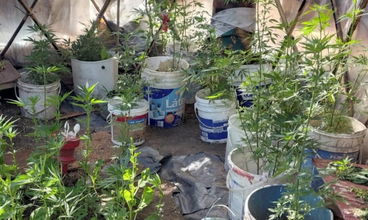 Secuestraron más de 80 plantas de marihuana y detuvieron a tres personas | Córdoba