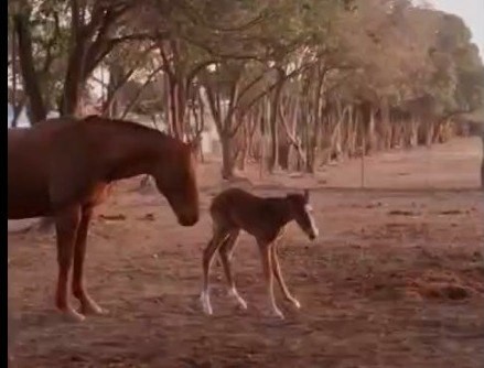 Río Cuarto: una potranca renueva la esperanza en el Escuadrón de Caballería | Córdoba