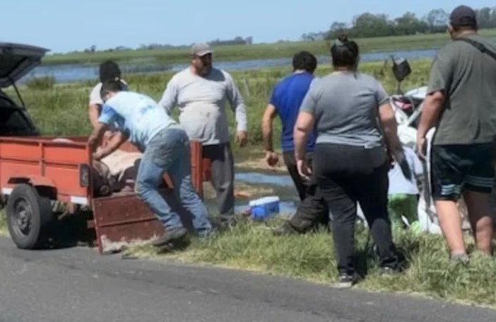 Vuelco y saqueo en la Ruta 7: una multitud se robó los cerdos | Actualidad