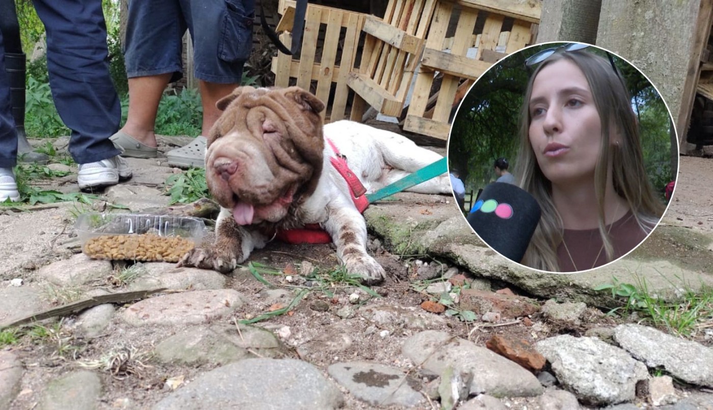 Rescatan más de 80 perros hacinados en un criadero clandestino en Guiñazú | Córdoba