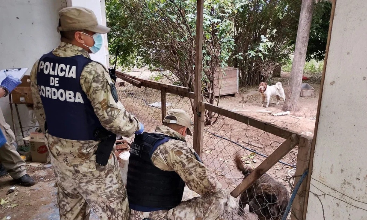 Rescatan 87 perros en condiciones de maltrato y abandono animal | Córdoba