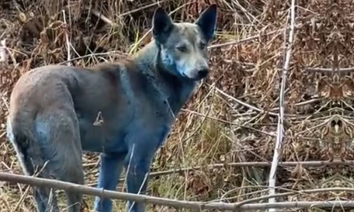 Aparecieron perros con pelo azul en Chernobyl | Internacionales