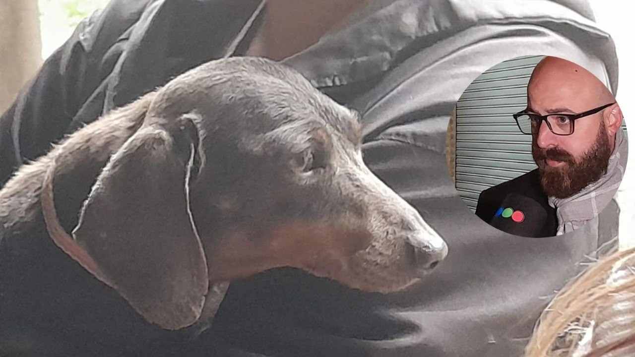 Crueldad animal y ejercicio ilegal de la profesión: allanaron un criadero clandestino y rescataron a 87 perros | Córdoba