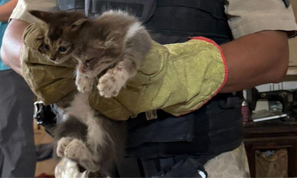 Rescatan más de 25 gatos en malas condiciones sanitarias | Córdoba