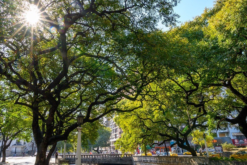 Día de la Ecología: ¿por qué los árboles son los verdaderos pulmones del planeta? | Contenido Patrocinado