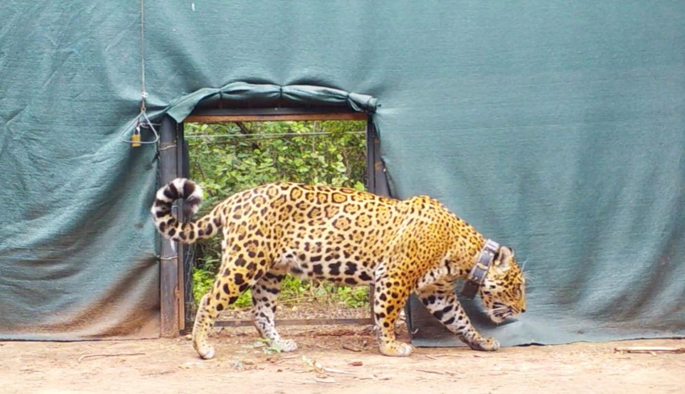 El Impenetrable: Desaparece Açaí, la última hembra de Yaguareté liberada | Actualidad