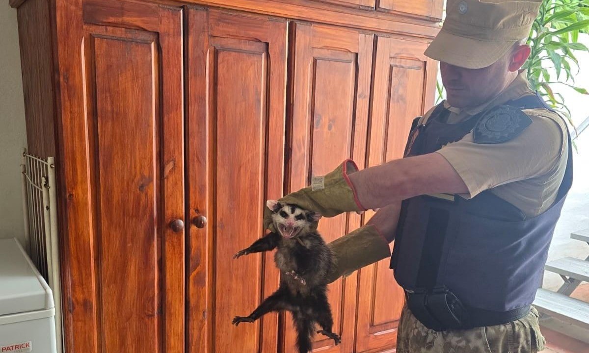 Rescataron a una comadreja con sus crías que se refugiaba en un armario | Córdoba