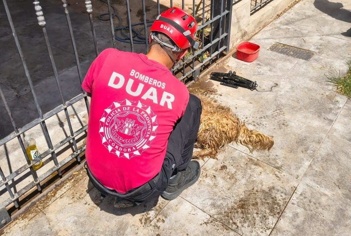 Bomberos rescataron a un perro que había quedado atrapado en una reja | Córdoba