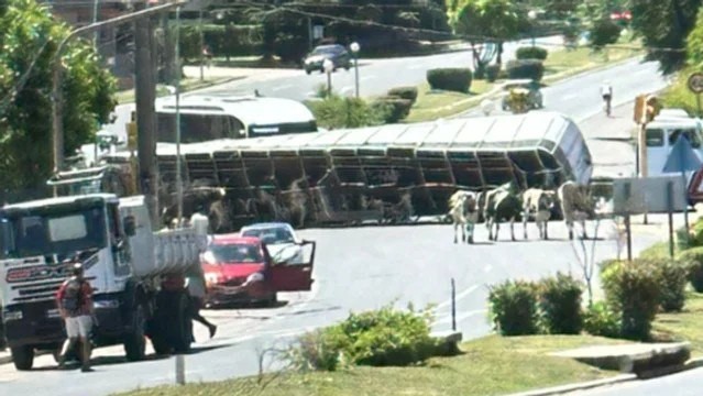 Volcó un camión con ganado en la Ruta 38 | Córdoba