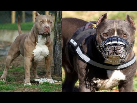 Un pitbull le arrancó el antebrazo a una mujer de 82 años | Telefe Noticias