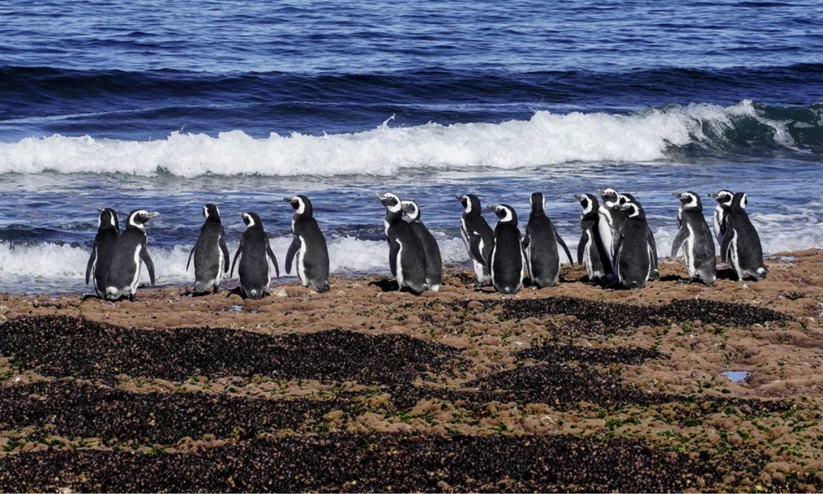 Nuevo streaming del CONICET para espiar la intimidad de los pingüinos en la Patagonia | Espectáculos