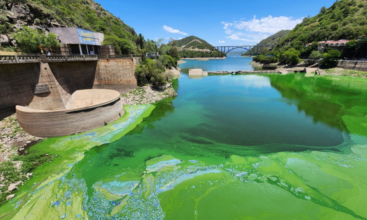 La UNC busca sanear el Dique San Roque a través de imágenes satelitales y la reutilización de algas | Curiosidades