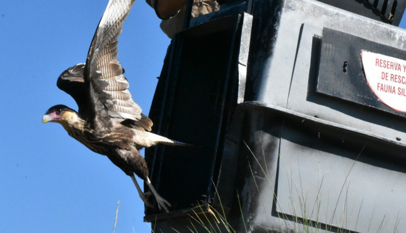 Liberaron once aves rescatadas del tráfico ilegal y el mascotismo | Córdoba