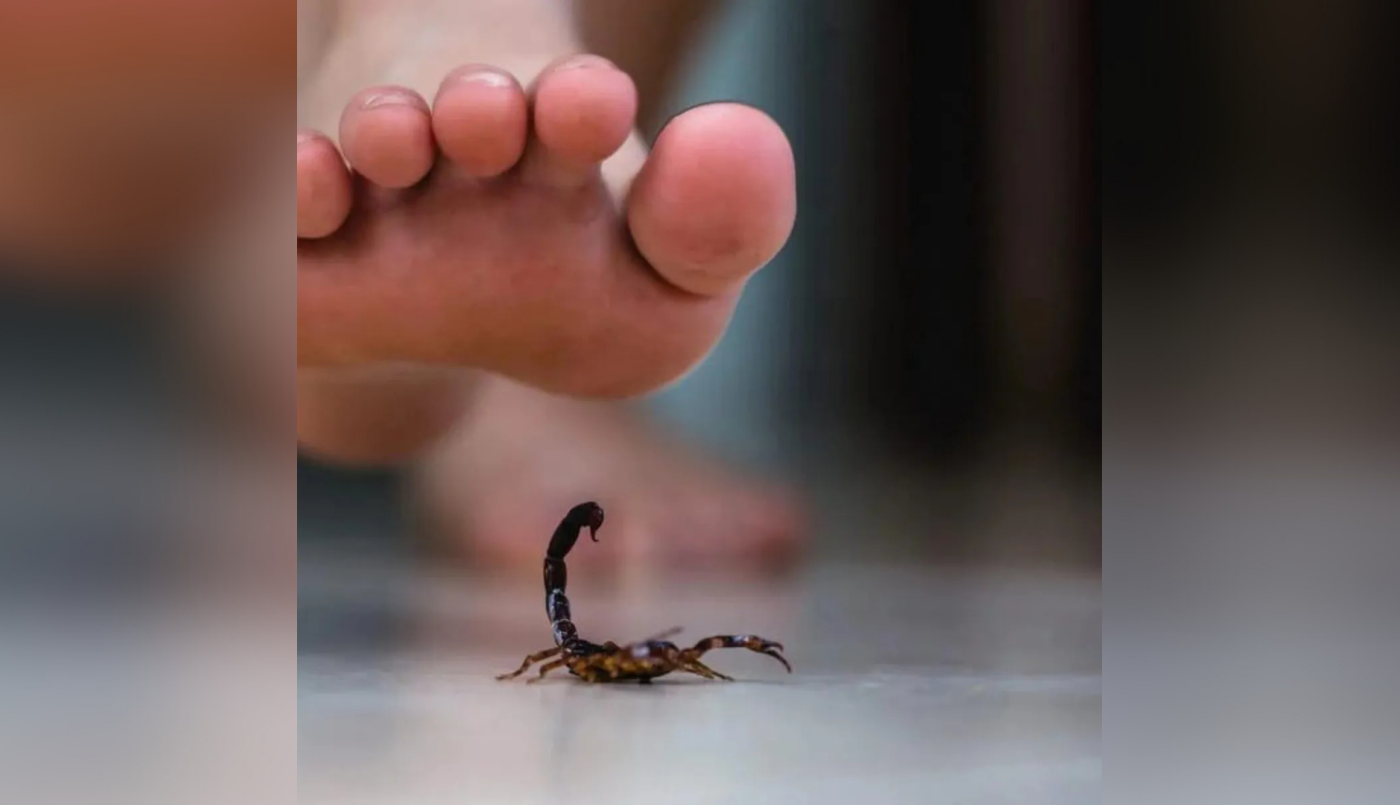 Picaduras peligrosas: cómo prevenir animales ponzoñosos y qué hacer ante una emergencia | Servicios