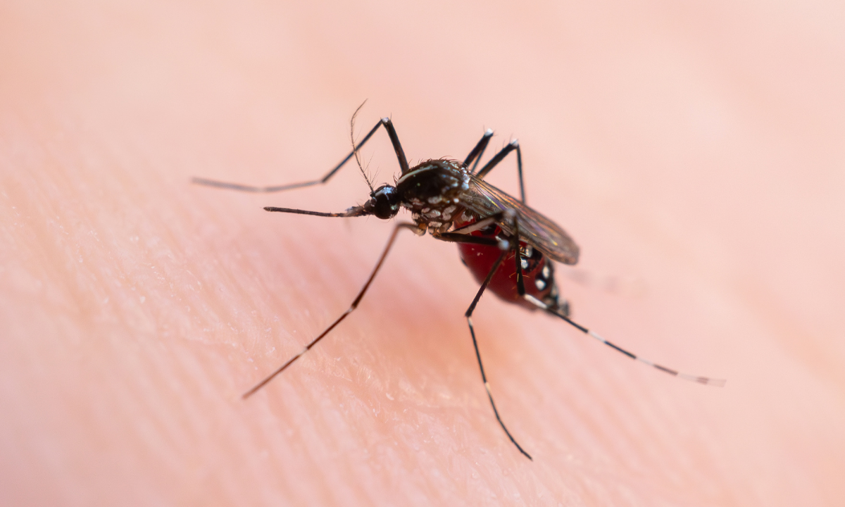 Cronograma de operativos contra el dengue: cinco barrios tendrán descacharreo esta semana | Servicios