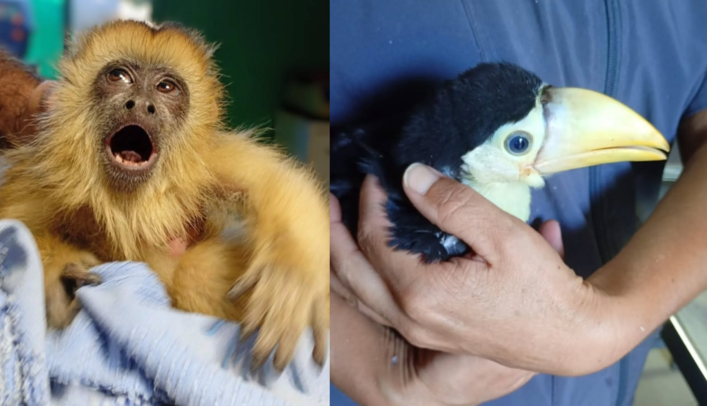 Operativos de Policía Ambiental rescataron fauna silvestre en Tala Huasi y James Craik | Córdoba