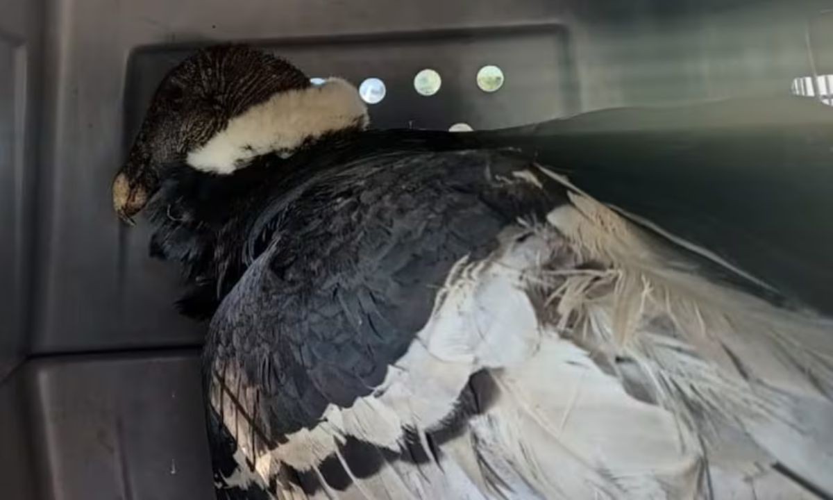 Rescate en Córdoba: un cóndor andino fue hallado en Achiras y ya se recupera | Córdoba