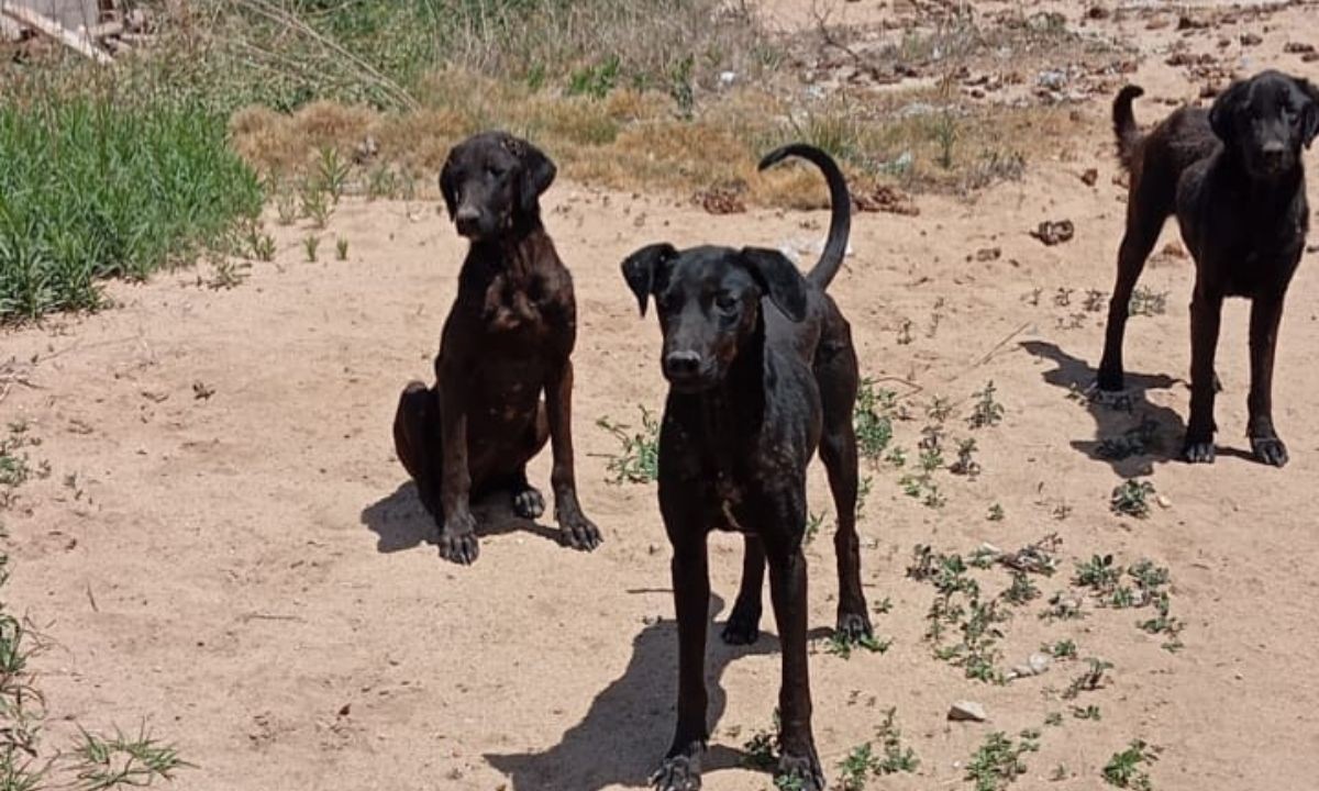 Villa del Prado: rescatan a tres perras por maltrato animal durante un allanamiento | Córdoba