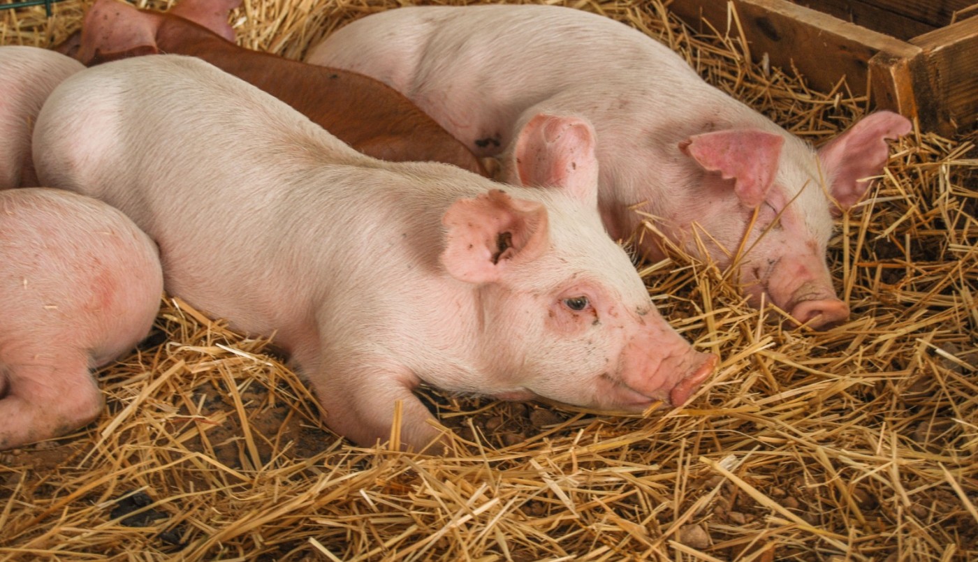 La carne de cerdo gana terreno en Argentina ante el aumento del precio de la carne vacuna | Política y economía